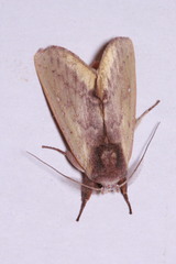 Hemiceras pallidula