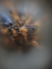 Trichomyrmex destructor