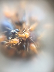 Trichomyrmex destructor