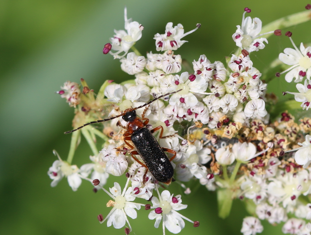 Cantharis flavilabris from Oudalle, France on June 08, 2021 at 0945 AM