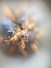 Trichomyrmex destructor