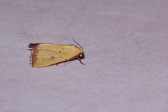 Marimatha botyoides
