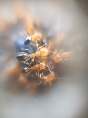 Trichomyrmex destructor