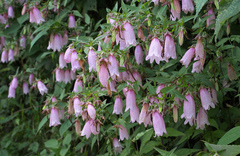 Campanula punctata hondoensis