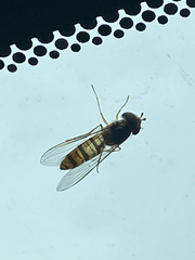 Episyrphus balteatus