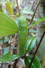 Theretra pallicosta