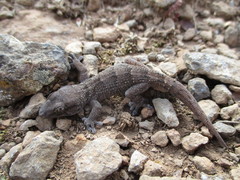 Tarentola boettgeri boettgeri