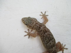 Tarentola boettgeri boettgeri