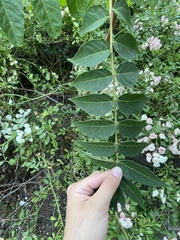 Ailanthus altissima