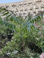 Ailanthus altissima