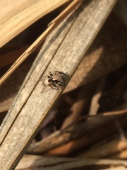Salticidae