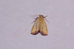 Marimatha botyoides