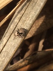 Salticidae