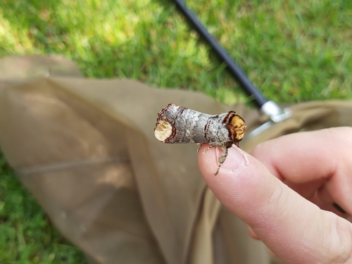 Buff-tip photo 3