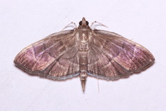 Herpetogramma semilaniata
