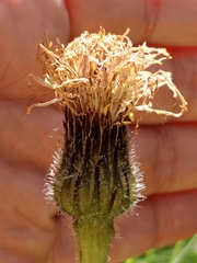 Hypochaeris maculata