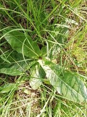 Hypochaeris maculata