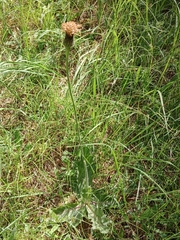 Hypochaeris maculata