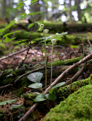 Pyrola japonica