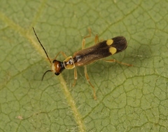 Malthinus seriepunctatus