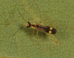 Malthinus seriepunctatus