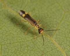 Malthinus seriepunctatus