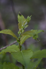 Salix pyrolifolia