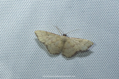 Idaea craspedota