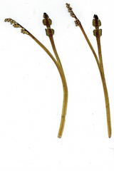 Botrychium tenebrosum