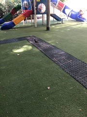 Acridotheres tristis