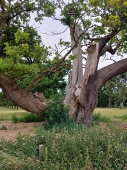 Quercus robur