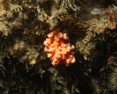 Gersemia rubiformis