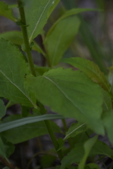 Salix pyrolifolia