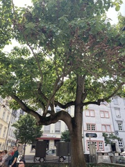 Paulownia tomentosa