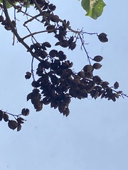 Paulownia tomentosa