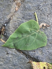 Paulownia tomentosa