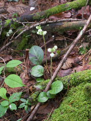 Pyrola japonica