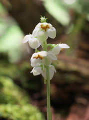 Pyrola japonica