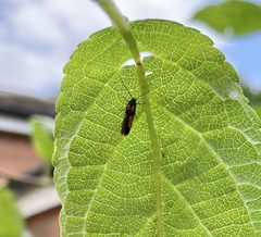 Chrysoclista lathamella