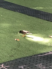 Acridotheres tristis