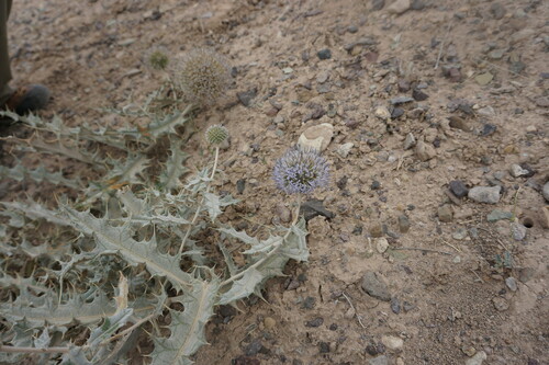 Image of Echinops polygamus by (c) Daniel Ellehammer Larsen, some rights reserved (CC BY)