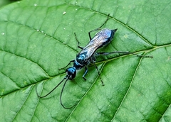 Trirogma caerulea