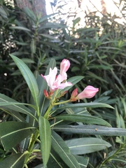 Nerium oleander