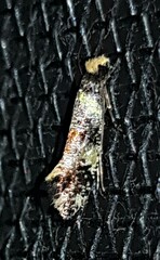 Monopis chrysogramma