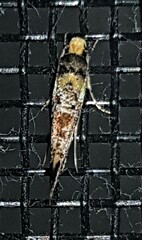 Monopis chrysogramma