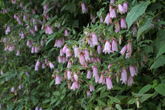 Campanula punctata hondoensis