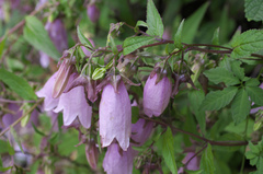 Campanula punctata hondoensis