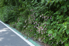 Campanula punctata hondoensis