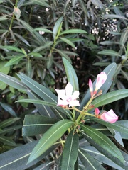 Nerium oleander