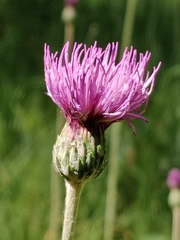 Cirsium rivulare